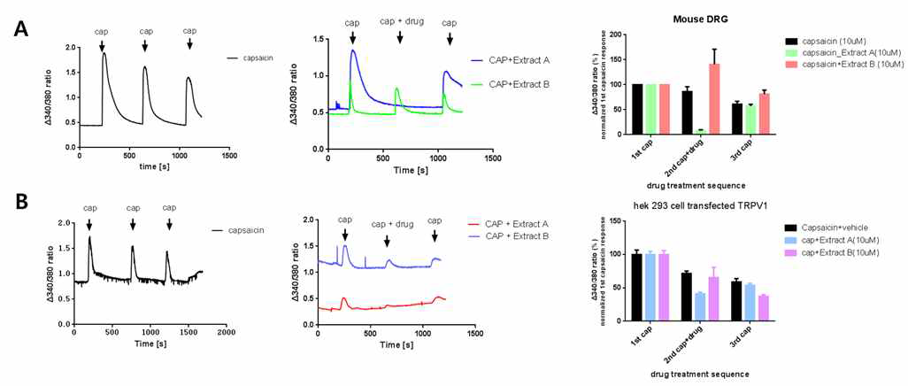 한방 추출물에 의한 통증담당수용체의 기능억제 확인 A) 마우스 후근절신경세포에서 당귀추출물 A에 의한 TRPV1-mediated Ca2+ transient가 억제된 것을 확인함. B) TRPV1 발현 세포주에서 당귀추출물 A에 의한 TRPV1-mediated Ca2+ transient가 억제된 것을 확인함. 이에따라 당귀추출물 A가 직접적으로 TRPV1 channel을 조절한다는 것을 밝힘