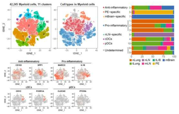 Myeloid 세포의 특성 분류 및 각 cluster별 샘플 origin 비율