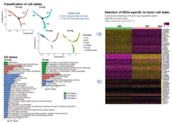 종양세포의 Trajectory 분석을 통한 세포 상태 구분 및 특이적인 유전자 선별