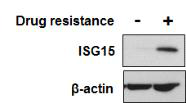 약물내성 획득 시 ISG15 발현 증가