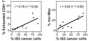 tS2 종양세포 비율의 증가와 mo-Mac/Exhausted CD8+ T cell의 상관관계