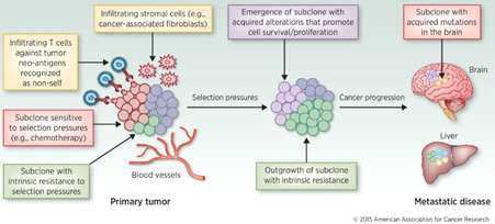 종양세포의 이질성과 그 영향, Clin Cancer Res, 21 (6), 2015