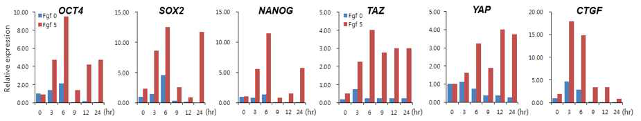 FGF-2가 치수줄기세포의 줄기세포능 관련 유전자발현에 미치는 영향 분석