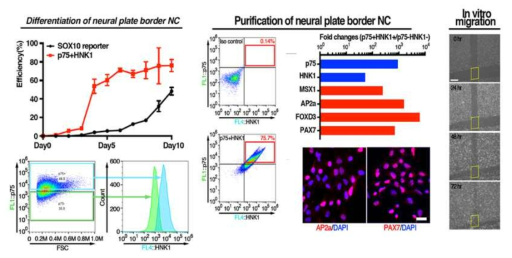 SOX10과 HNK1을 이용한 신경능선세포의 분리 및 배양 특성 확인