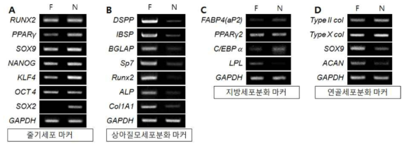 평면(F)와 나노(N) 표면에서의 유전자발현을 통한 치주인대줄기세포반응 평가