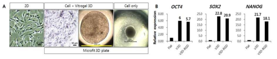 하이드로젤을 적용한 세포구의 형태관찰과 줄기세포마커 유전자 비교. Flat; V3D, vitrogel 3D; V3D-RGD, RGD containing vitrogel 3D