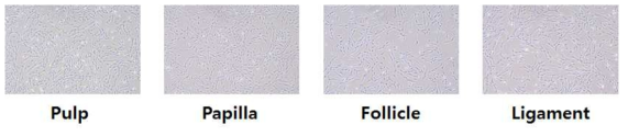 각각의 치아줄기세포의 형태학적 분석