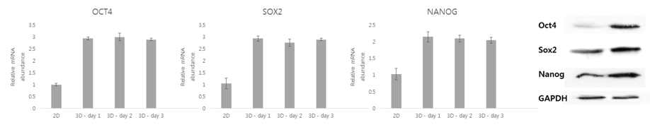 3차원 배양된 치아줄기세포 스페로이드의 Oct4, Sox2, Nanog 발현 분석 결과
