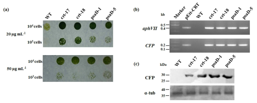 Hygromycin 생존성 (a), cDNA 수준에서 aphVII과 CFP PCR (b), 및 CFP probe를 사용한 western blotting (c)