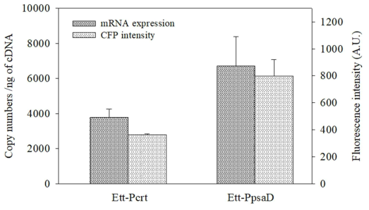 qRT-PCR을 통한 CFP 발현 수준과 CFP flourescence intentsity에 기초한 두가지 promoter 효율 비교