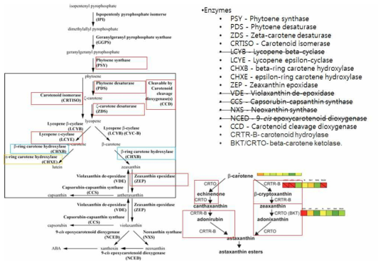 Ettlia의 carotenoid synthesis pathway에서 Annotation 된 대사관련 효소 (color boxed)
