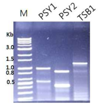 cDNA기반 Ettlia target gene PCR 확인
