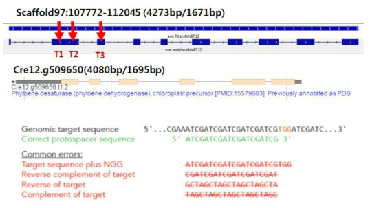 Ettlia PDS gene structure 및 creRNA 디자인