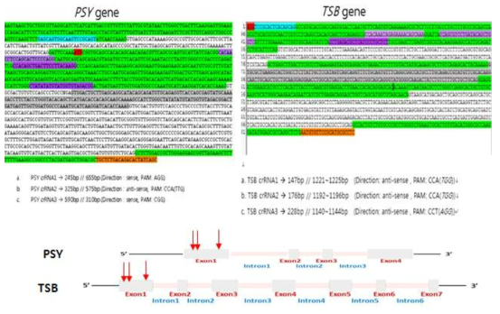 PSY gene과 TSB gene의 구조 및 sgRNA의 위치(빨간색:　First exon 시작지점, 초록색: Exon지역, 무색: Intron 지역, 하늘색: Forward Primer, 주황색 : Reverse Primer, 보라색: sgRNA와 붙는 지역)