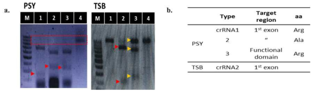 (a) PSY gene과 TSB gene의 in vitro assay결과, (b) 작동한 sgRNA의 정보
