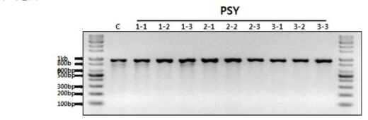 50ug Cas9 적용시의 PSY 유전자 교정 Indel 확인결과