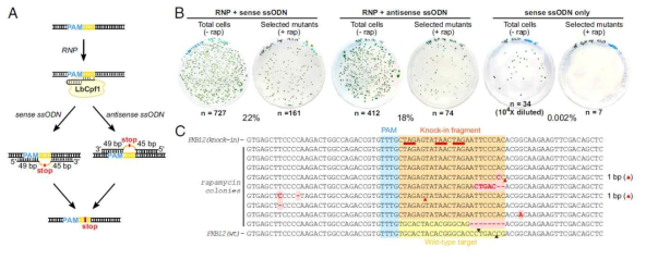 RNPs와 ssODNs의 동시전달을 통한 Chlamydomonas 에서의 유전자 교정 효율 증대 (Ferenczi et. al. 2018)