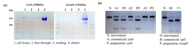 2가지 Ribonucleoprotein(Cas9, cpf1)의 정제(a)와 상용화 된 enyme과 효율비교(b)