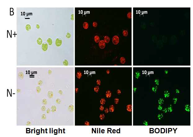 질소 결핍에 의한 Chlamydomonas의 지방체 형성 관찰. Chlamydomonas CC-2290 세포들을 질소가 첨가된 TAP 배지 (N+)와 질소가 결핍된 TAP 배지 (N-)에서 3일 동안 배양한 후 Nile red 와 BODIPY형광 시약으로 염색하여 형광현미경하에서 지방체를 관찰함. 질소결핍 조건에 의해 Nile red와 BODIPY의 형광이 증가됨을 확인