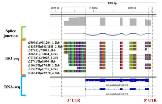 RbcS2의 유전자 구조 분석