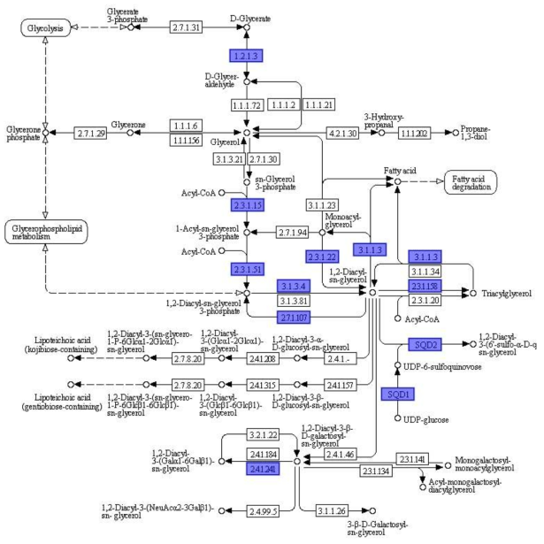 Glycerol lipid 대사 경로와 유전자 정보