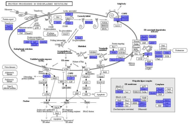 ER 단백질 수송과 관련된 경로와 유전자 정보