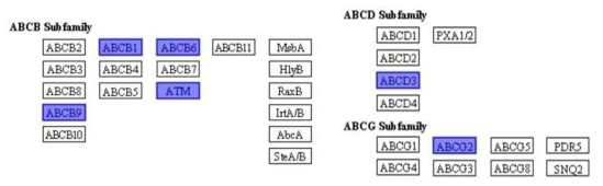 ABC transporter 관련 유전자