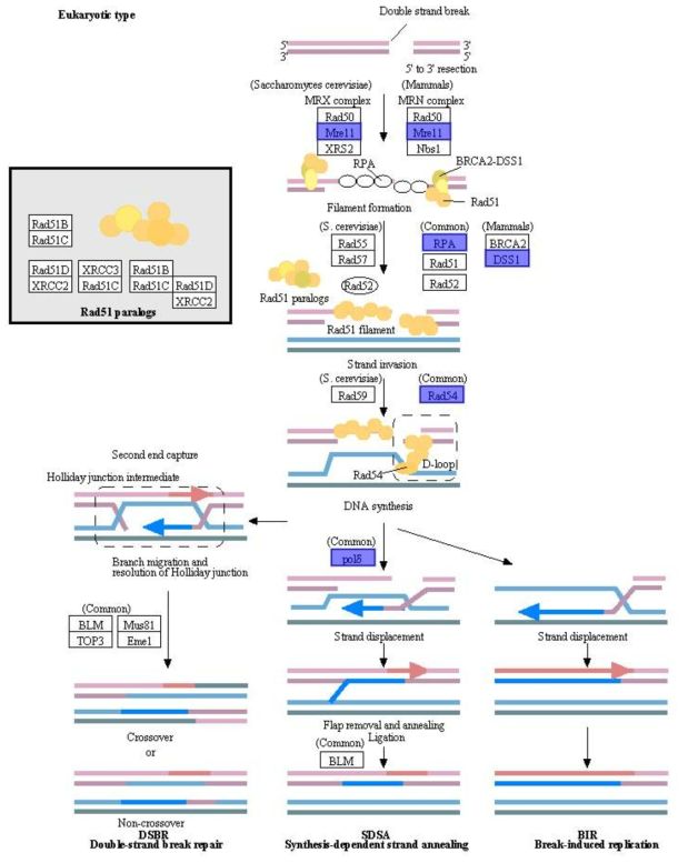Homologous recombination 경로와 유전자 정보