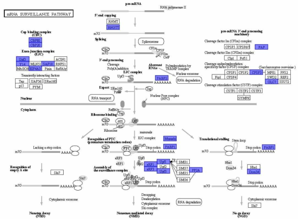 Ettlia mRNA surveillance pathway 와 annotation protein(highlighted enzyme)