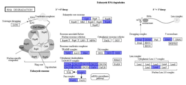 Ettlia RNA degradation pathway 와 annotation protein(highlighted enzyme)