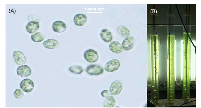 (A) 배양에 사용된 Ettlia sp. 현미경 사진 (B) 배양 0일차 광생물반응기