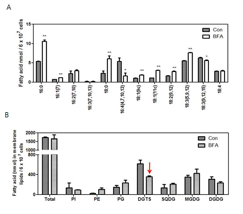 BFA 처리에 따른 TAG를 구성하는 fatty acid 조성과 membrane lipid 변화 분석. (A) BFA를 처리한 Chlamydomonas로부터 TAG를 추출한 후 GC-MS를 이용하여 fatty acid 조성을 조사한 결과 대조군에 비해 16:0, 18:0, 18:3(5,9,12)이 증가한 것을 관찰할 수 있었다. (B) Membrane lipid의 경우 ER을 구성하는 주성분의 하나인 DGTS의 양이 감소한 것을 발견했다