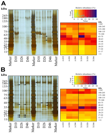 다양한 성장 단계에서 SDS-PAGE에 의한 조성 (A) LB- 및 (B) TB-EPSP의 분석. 대응 히트 맵은 다른 크기의 fraction에서 단백질의 상대적 풍부를 나타낸다