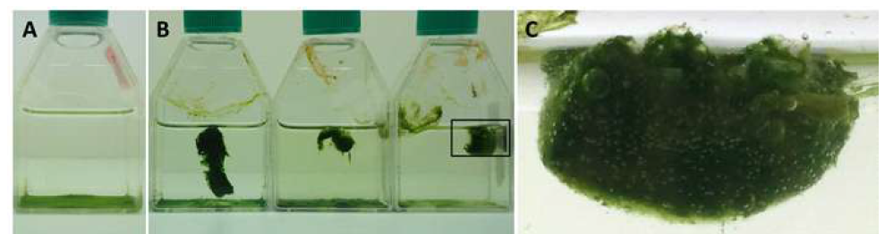 A) 일반 단세포성 Ettlia sp.가 가라앉은 모습, B) Floc 형태로 뜨는 Ettlia sp., C) Floc 표면에 많은 공기방울이 형성되어있는 모습