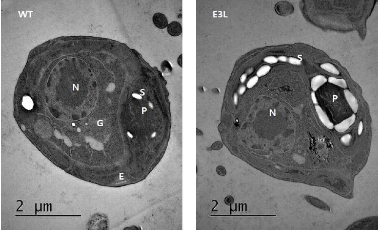 투과 전자현미경 (Transmission Electron Microscopy) 를 이용한 야생종 (WT) 과 E3L의 내부구조 관찰