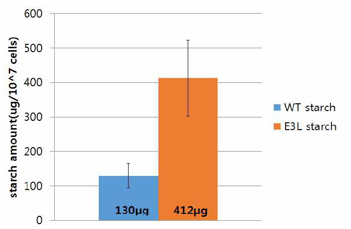 야생종 (WT) 과 E3L의 starch 양 비교