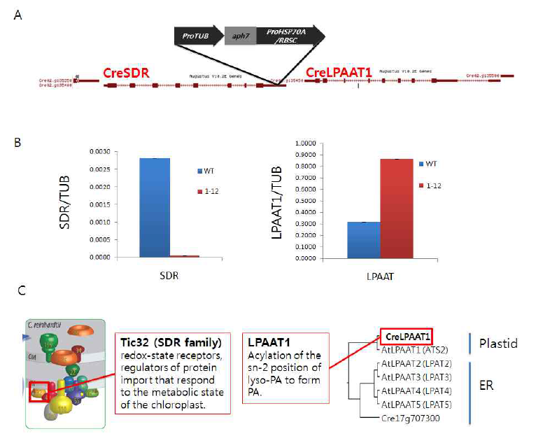 mutant 1-12 genome 상의 AphVII 삽입위치 동정. (A) Inverse PCR을 이용하여 mutant 1-12 genome의 SDR 유전자 3’ UTR region에 AphVII이 삽입된 것을 동정하였다. (B) RNA 발현 정도를 분석한 결과 SDR의 발현이 현저히 감소하였을 뿐만 아니라 인접한 유전자인 LPAAT1의 발현 또한 증가한 것을 관찰할 수 있었다. (C) Chlamydomonas SDR 단백질과 유사한 애기장대 SDR 단백질 (오른쪽)은 엽록체 내부로 단백질을 수송하는데 중요한 역할을 하는 TIC complex의 구성요소 중 하나이며, LPAAT1 (lysophosphatidic acid acyl transferase, 왼쪽)은 lysophosphatidic acid (lysoPA)의 sn-2 position에 acyl-CoA를 연결하는 효소로 알려져 있다. 특히 CreLPAAT1은 애기장대의 색소체에 존재하는 AtLPAAT1과 유사하였다
