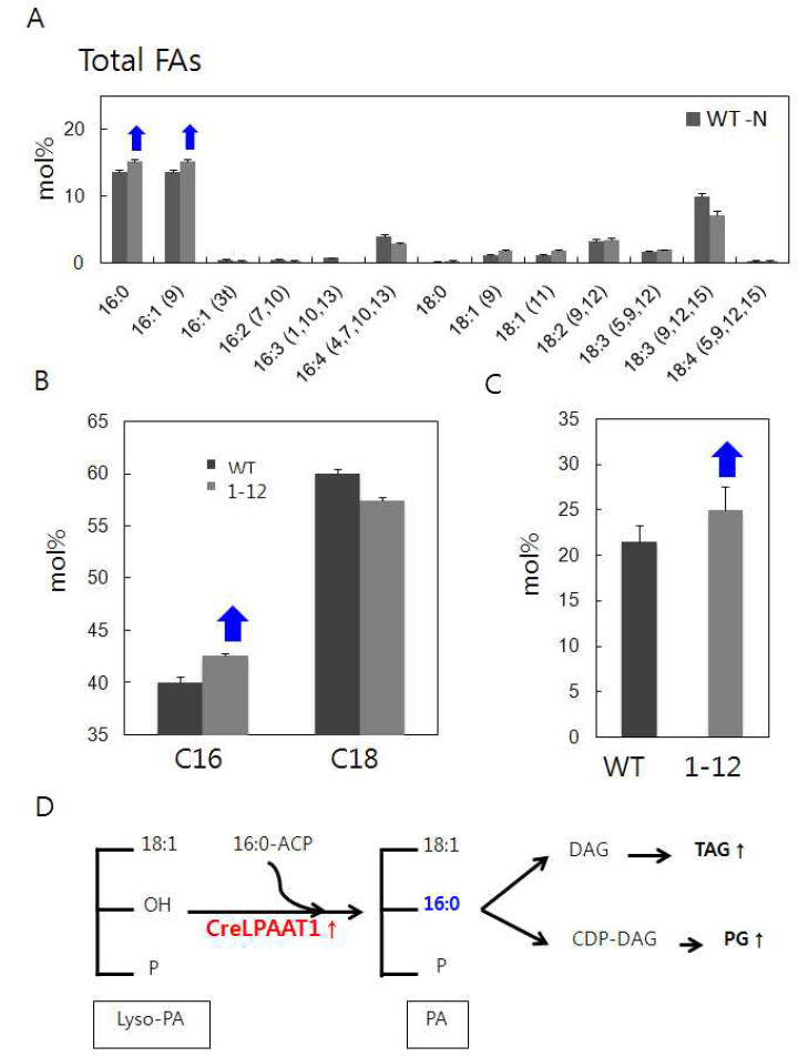 mutant 1-12의 지질분석. (A-C) 질소결핍 조건에서 배양된 세포에서 지질을 추출하여 전체 지방산 조성(A, B) 및 phosphatidyl glycerol (PG, C)을 분석하였다. 그 결과 야생종과 비교하여 1-12에 더 많은 C16 지방산과 PG가 존재하는 것을 관찰할 수 있었다. 이러한 표현형은 (D)에서 설명된 것과 같이 CrLPAAT1의 발현이 증가하여 lysoPA에 C16 지방산의 ester 결합이 촉진된 것에 기인할 것으로 추측된다