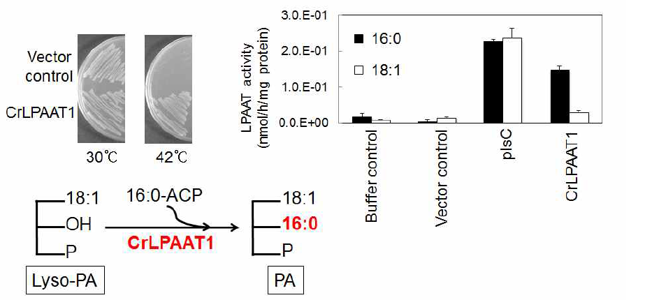 돌연변이 1-12의 E.coli complementation 실험. Chlamydomonas LPAAT1 유전자는 E.coli lpaat 돌연변이체의 표현형을 회복시킴. Chlamydomonas LPAAT1을 도입한 E.coli lpaat mutant는 42℃에서 배양하여도 돌연변이체에 비하여 잘 성장하였다 (A). 그리고 16:0 지방산이 감소하는 표현형도 회복되었다. 이는 Chlamydomonas LPAAT1이 LPAAT로서의 생화학적 활성을 가진다는 것을 의미한다 (B)