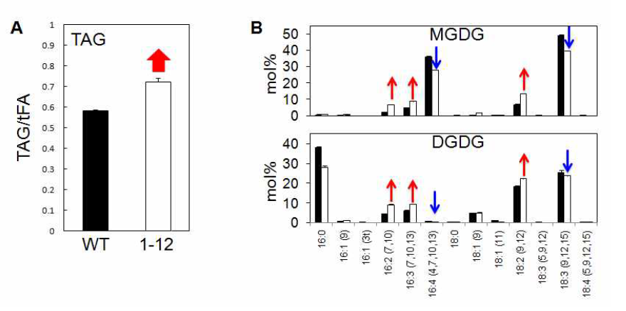 Mutant 1-12에 축적되는 TAG의 양과 엽록체 막 지질인 MGDG와 DGDG의 지방산 조성 분석. 1-12는 TAG를 더 높은 수준으로 축적하였고 (A), 색소체 내부의 지질에서 발견되는 MDGD와 DGDG에서 지방산 조성이 야생종과는 달랐다 (B)