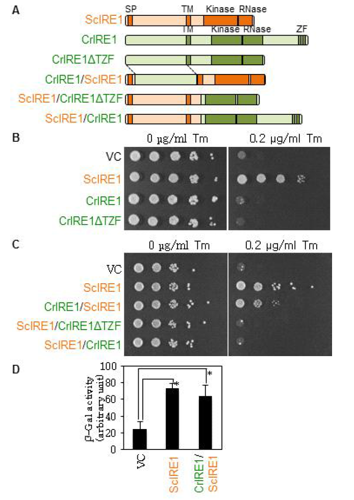 Yeast 돌연변이체 Δire1 mutant를 이용한 Chlamydomonas IRE1 (CrIRE1)의 complementation test. (A) 실험에서 사용한 다양한 IRE1 단백질 구조. (B-C) 다양한 형태의 IRE1으로 형질전환된 Δire1 yeast strain KMY1515 의 성장 비교 (D) IRE1으로 형질전환된 효모에서 측정한 소포체 스트레스의 세기 비교