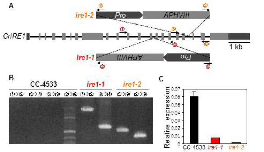 새로운 Chlamydomonas 돌연변이체 ire1-1 , ire1-2 순수분리. (A) Chlamydomonas 돌연변이체 ire1-1 , ire1-2 의 insertion cassette 위치. (B) ire1-1 , ire1-2 돌연변이체의 genotyping 결과. (C) 소포체 스트레스 조건에서 ire1-1 , ire1-2 돌연변이체의 CrIRE1 발현양상
