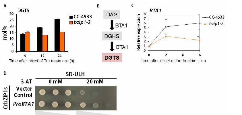 Chlamydomonas의 bZIP1 전사인자는 소포체 스트레스 조건에서 DGTS의 합성을 조절한다. (A) bzip1 돌연변이체는 소포체 스트레스 조건에서 야생종과 달리 DGTS의 합성을 촉진시키지 못 하였다. (B) DGTS합성 모식도 (C) 소포체 스트레스 조건에서 DGTS합성 효소 BTA1의 발현 분석 (D) bZIP 전사인자와 BTA1 promotor의 yeast one hybrid 실험 결과