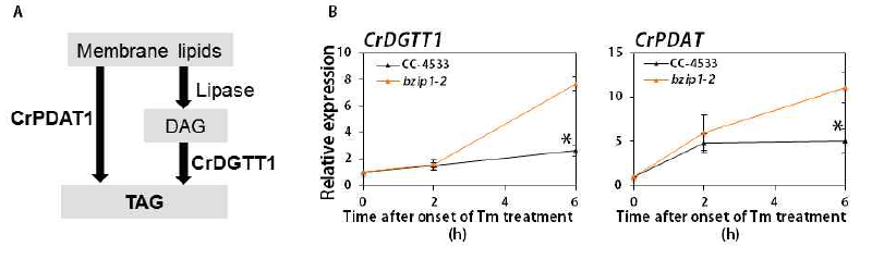소포체 스트레스 조건에서 bzip1 돌연변이체의 DGTT1과 PDAT1 유전자 발현 분석 결과 (A) PDAT1과 DGTT1에 의해 매개되는 TAG 합성 메커니즘 (B) Tunicamycin 처리 조건에서 DGTT1과 PDAT1의 발현 분석 비교