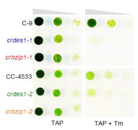 crdes 돌연변이체는 소포체 스트레스 조건에서 감수성을 보임 야생종 (C-9,CC-4533), 돌연변이체 (crdes1-1, crdes1-2, crbzip1-1, crbzip1-2) 의 스팟 테스트