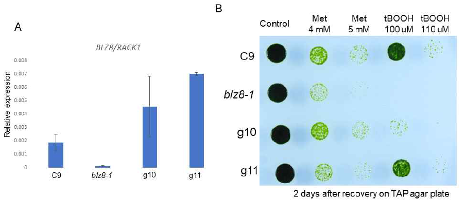 blz8-1 돌연변이체에 BLZ8 gDNA fragment를 이용한 complementation test. (A) 야생종 균주, blz8 결손 균주, 그리고 두 개의 complementation 균주의 BLZ8 발현량 (B) 두 개의 complemenation 균주의 산화적 스트레스 저항성 테스트