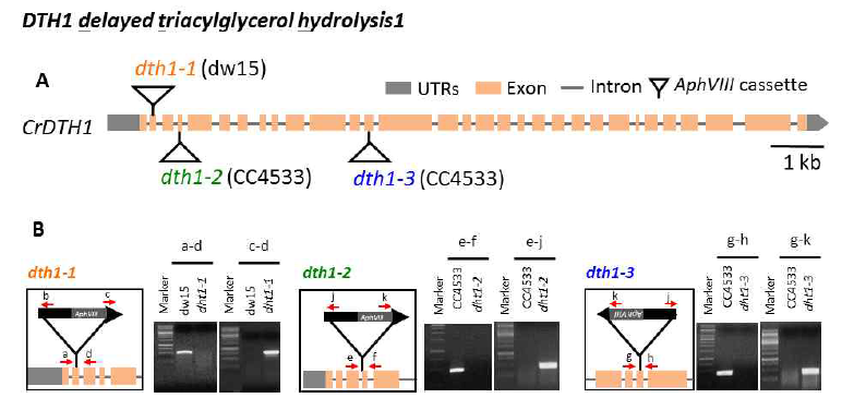 Chlamydomonas DTH1 단백질의 돌연변이체 선별 (A) Chlamydomonas의 DTH1 유전 정보와 각각의 돌연변이체의 마커 유전자 삽입 위치 (B) 3개의 crdth1 돌연변이체의 genotyping 결과