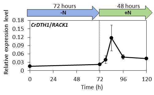 질소 결핍조건(N-)과 질소원을 재공급되는 regrowth 조건(N+)에서의 CrDTH1의 발현 패턴 분석