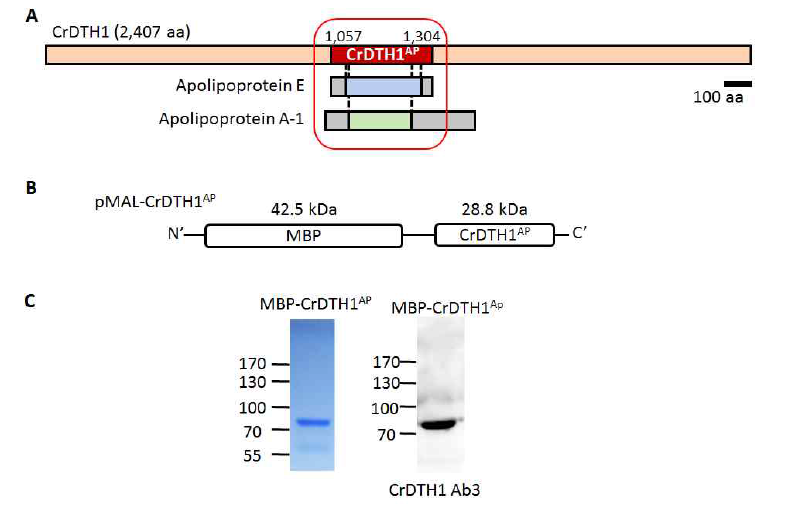 Apolipoprotein-like protein과 구조적 유사성을 보이는 CrDTH1AP 펩타이드를 순수 분리함 (A) CrDTH1의 중간 지점에 Apolipoprotein-like protein domain과 구조적 유사성을 보이는 부분 표시 (B) MBP가 결합된 CrDTH1AP 펩타이드 제작 (C) Amylose resin을 이용한 CrDTH1AP 펩타이드를 순수분리하여 coomassie blue staining(좌) 과 western blotting(우) 수행한 결과