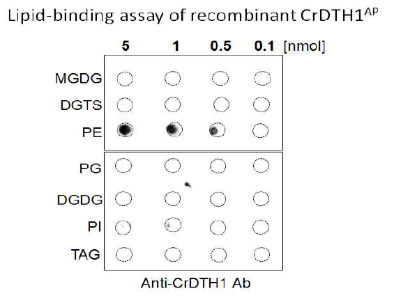 Lipid binding assay를 통해 recombinant CrDTH1AP이 Phosphatidylethanolamine(PE)과 특이적으로 결합하는 활성 관찰함